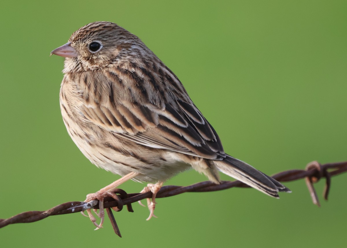 Vesper Sparrow - ML647005210