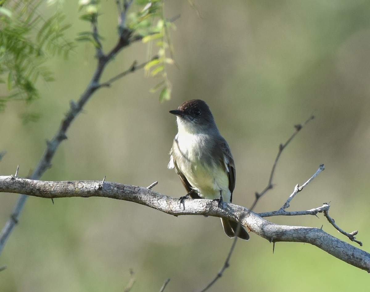 Mosquero Fibí - ML647005212