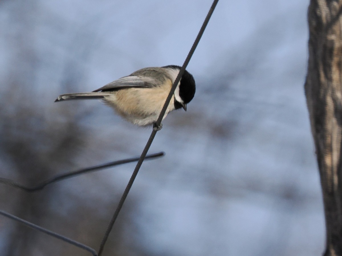 Carolina Chickadee - ML647005213