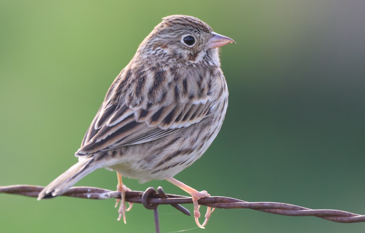Vesper Sparrow - ML647005214
