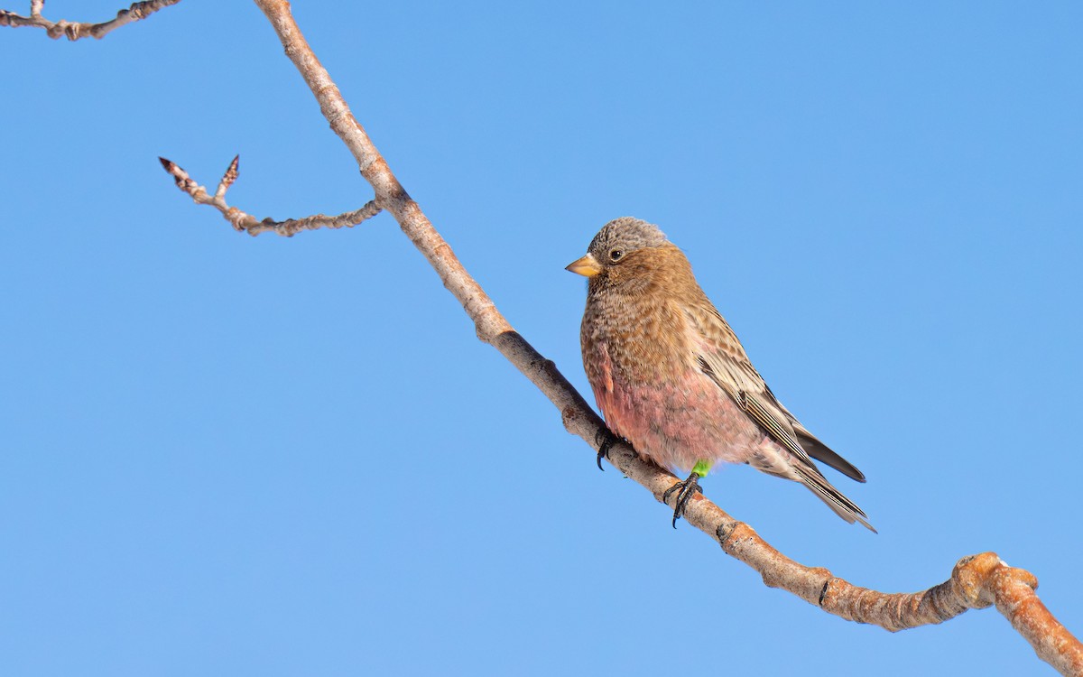 Brown-capped Rosy-Finch - ML647005215