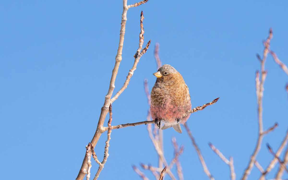 Brown-capped Rosy-Finch - ML647005216