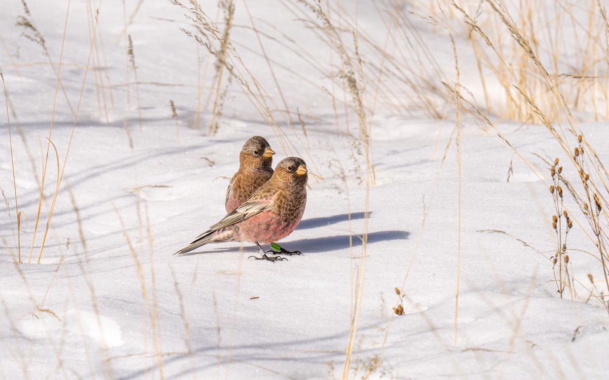 Brown-capped Rosy-Finch - ML647005217