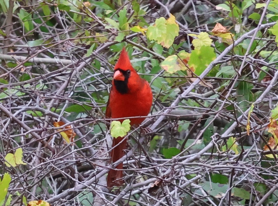 Cardinal rouge - ML647005240