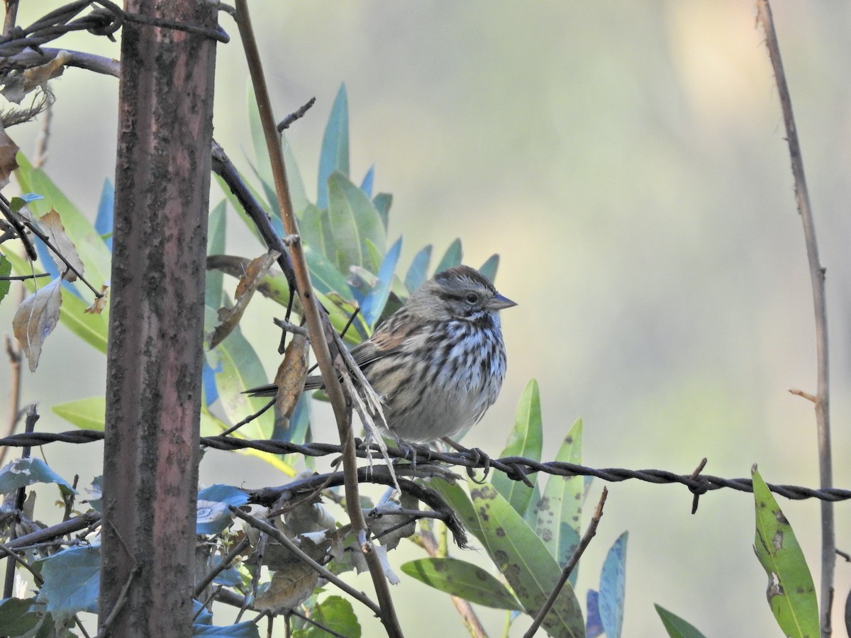 Song Sparrow - ML647005242