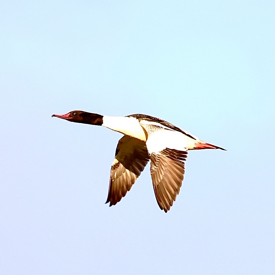 laksand - ML647005243