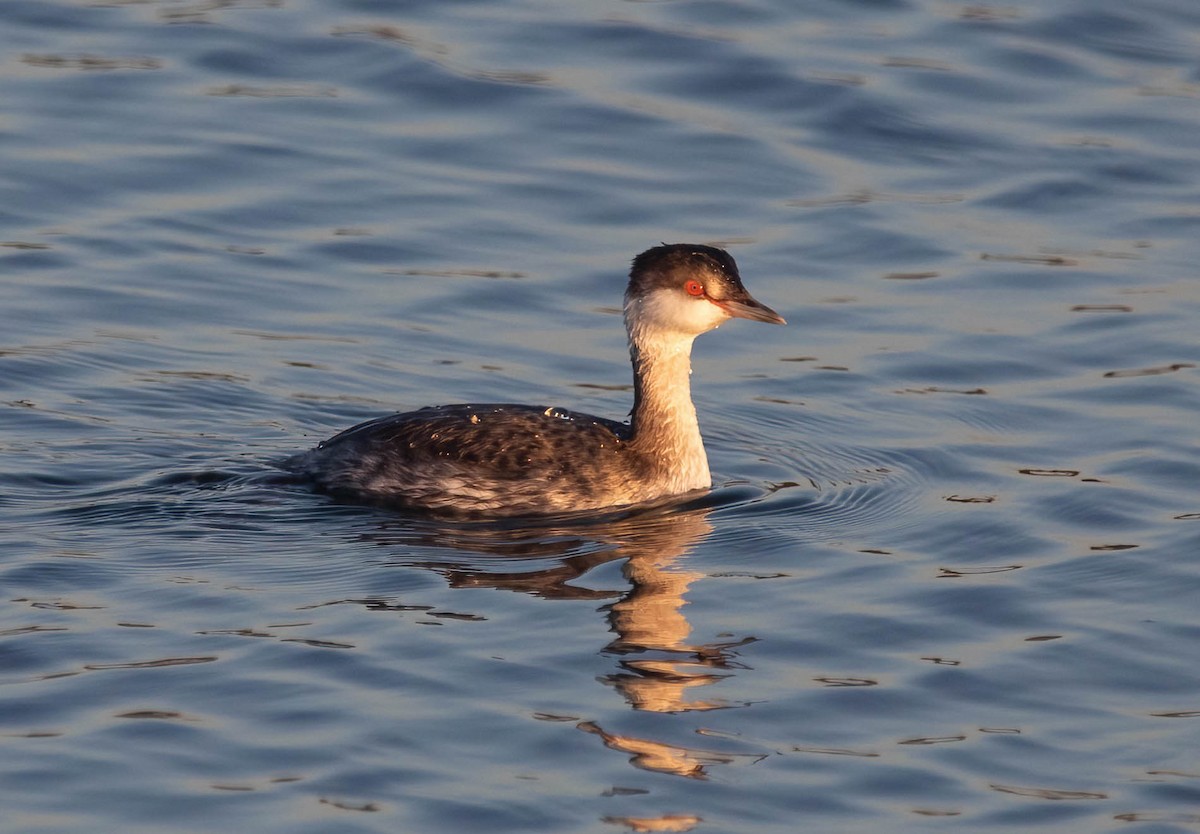 Txilinporta urrebelarria - ML647005244