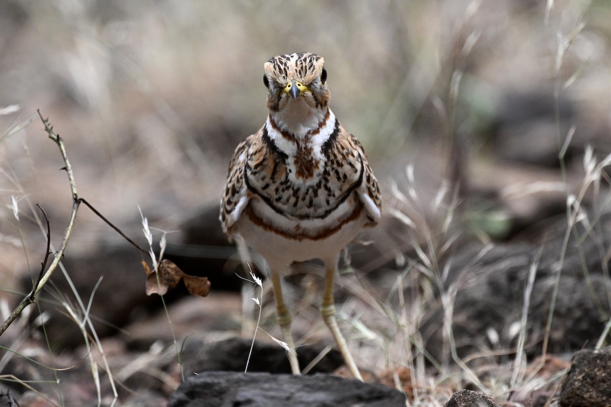 Three-banded Courser - ML647005245