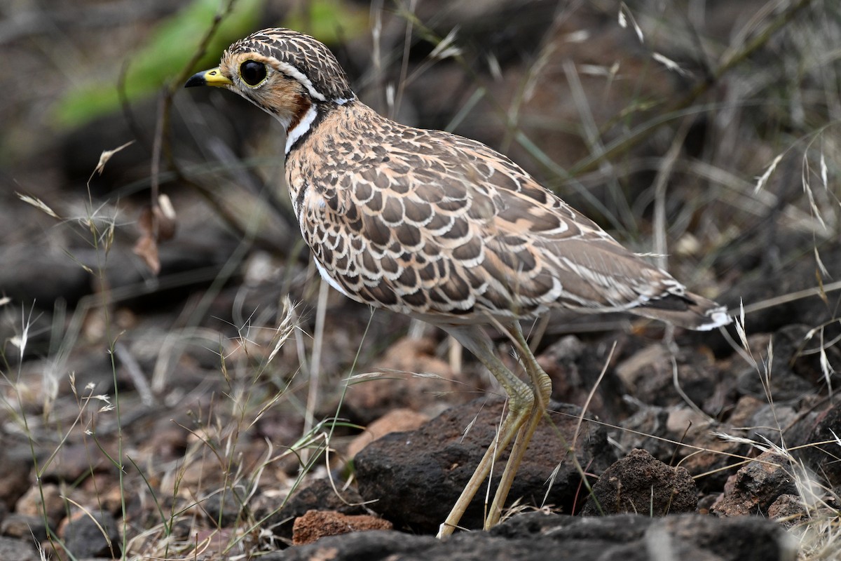 Three-banded Courser - ML647005246