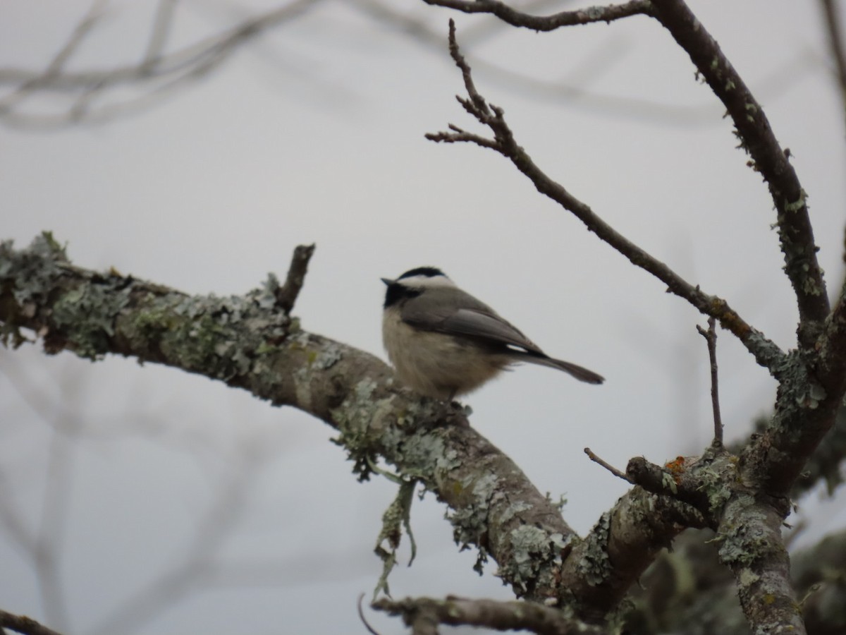 Carolina Chickadee - ML647005248