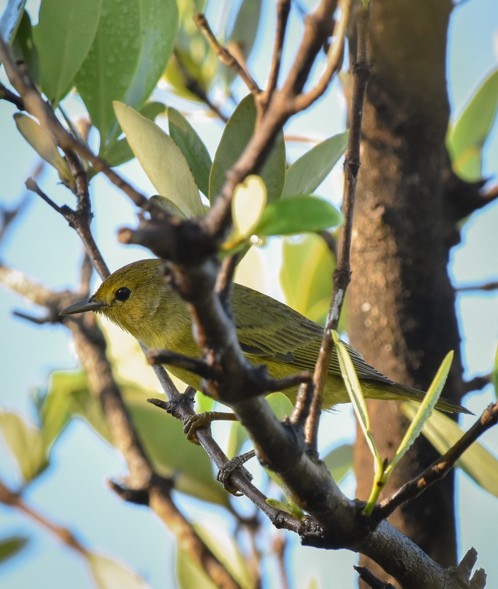 Northern Yellow Warbler - ML647005249