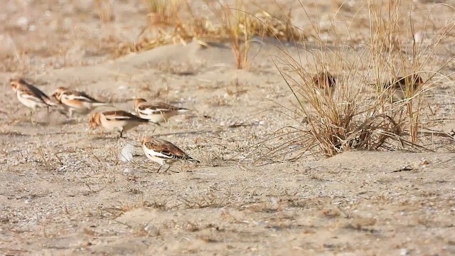 Snow Bunting - ML647005251