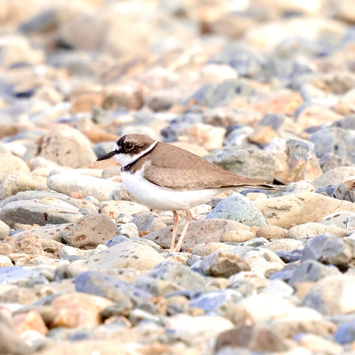 langnebblo - ML647005252