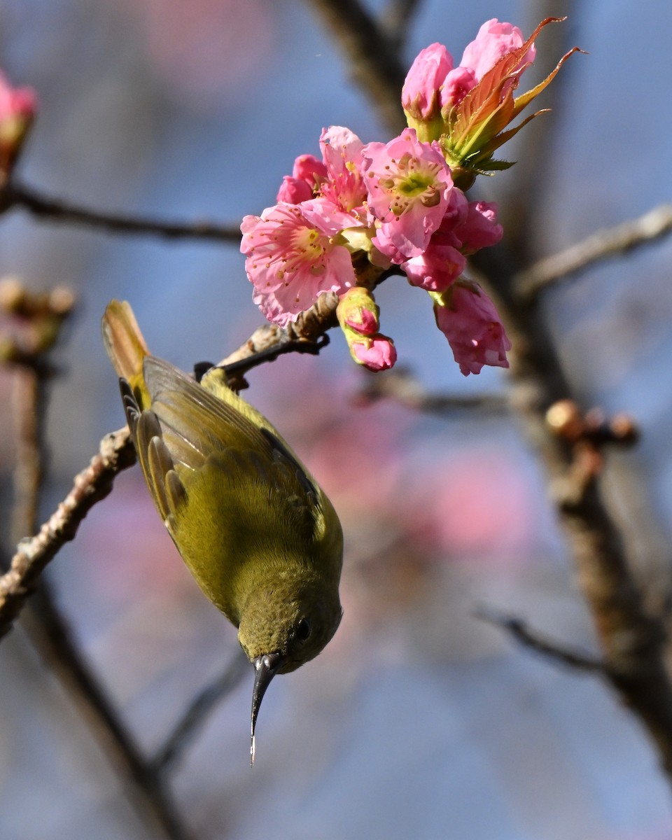 purpurkronesolfugl - ML647005254