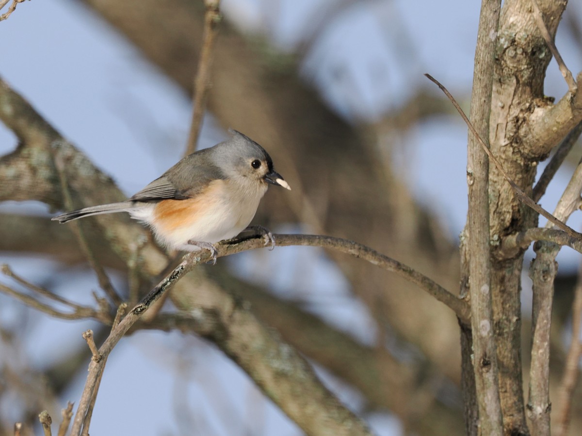 gråduskmeis - ML647005256