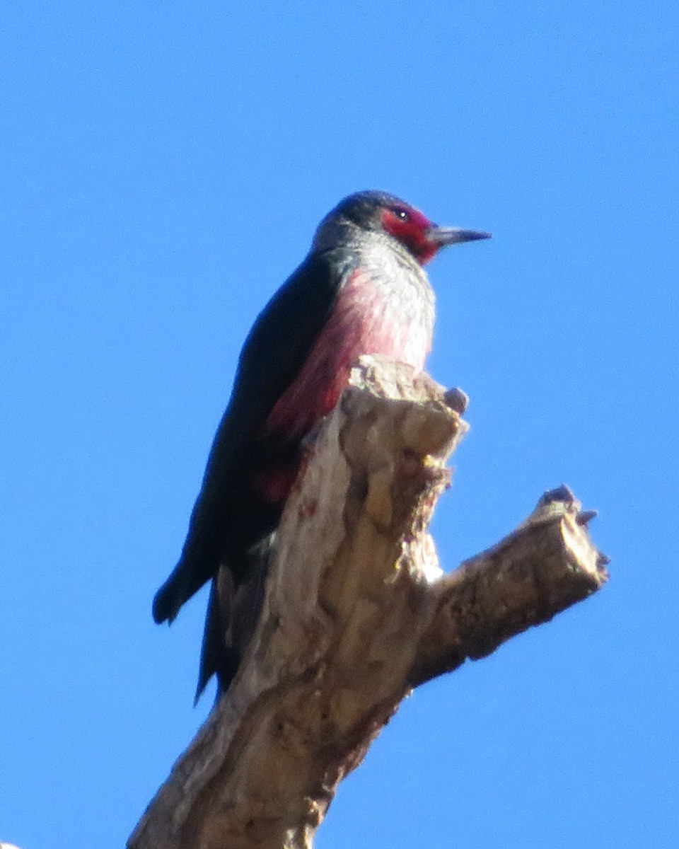 Lewis's Woodpecker - ML647005257