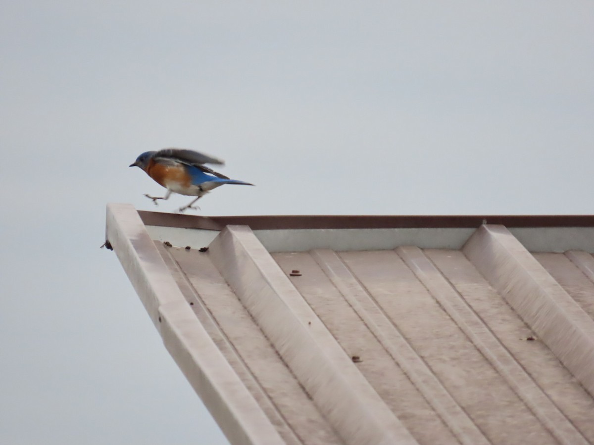 Azulejo Oriental - ML647005258