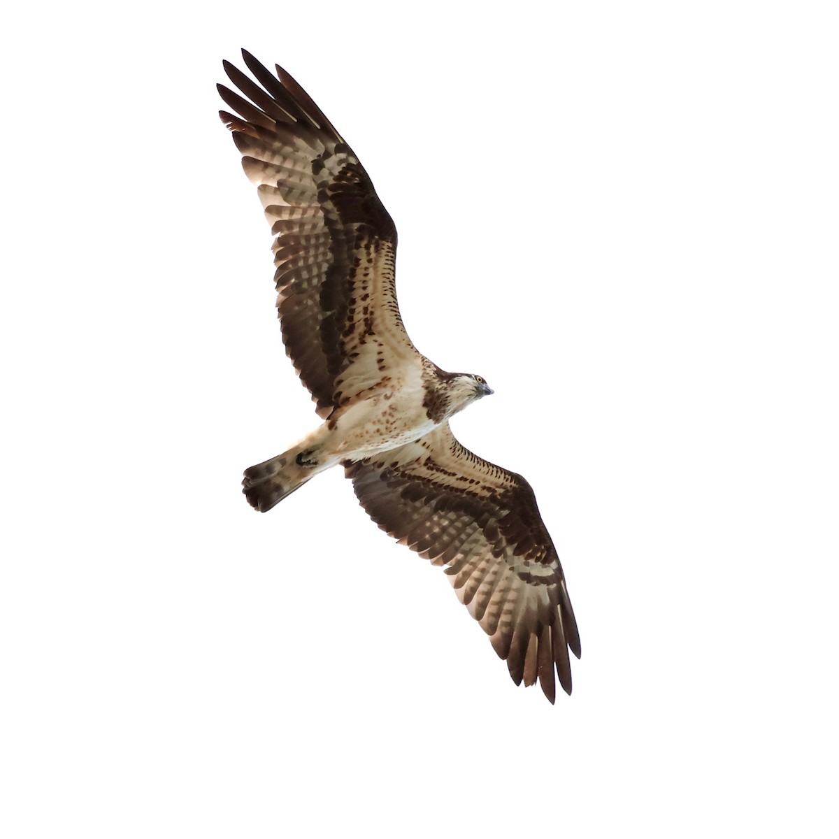 fiskeørn - ML647005259