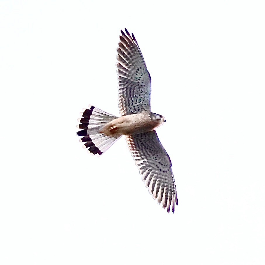 tårnfalk - ML647005266