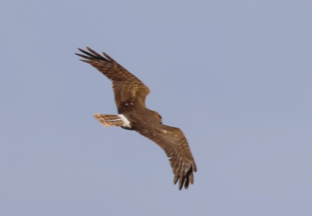 Northern Harrier - ML647005267