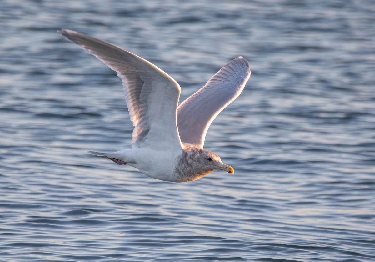 ワシカモメ - ML647005270