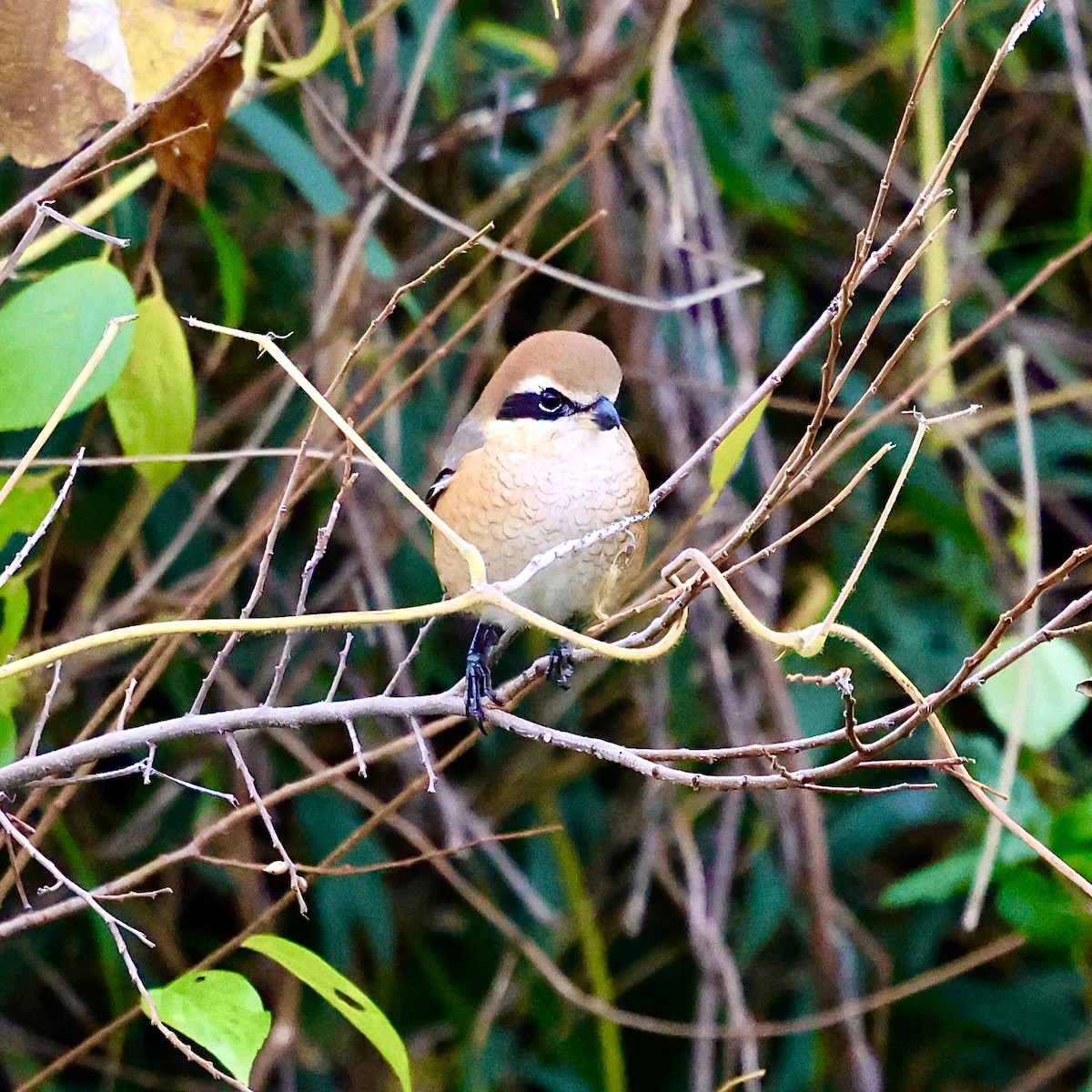 oksevarsler - ML647005271