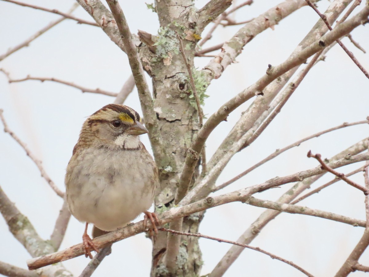 White-throated Sparrow - ML647005272