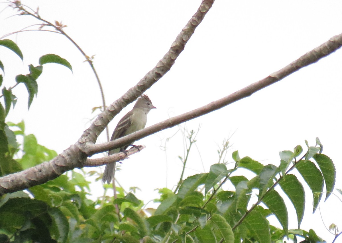 Желтобрюхая эления - ML647005275