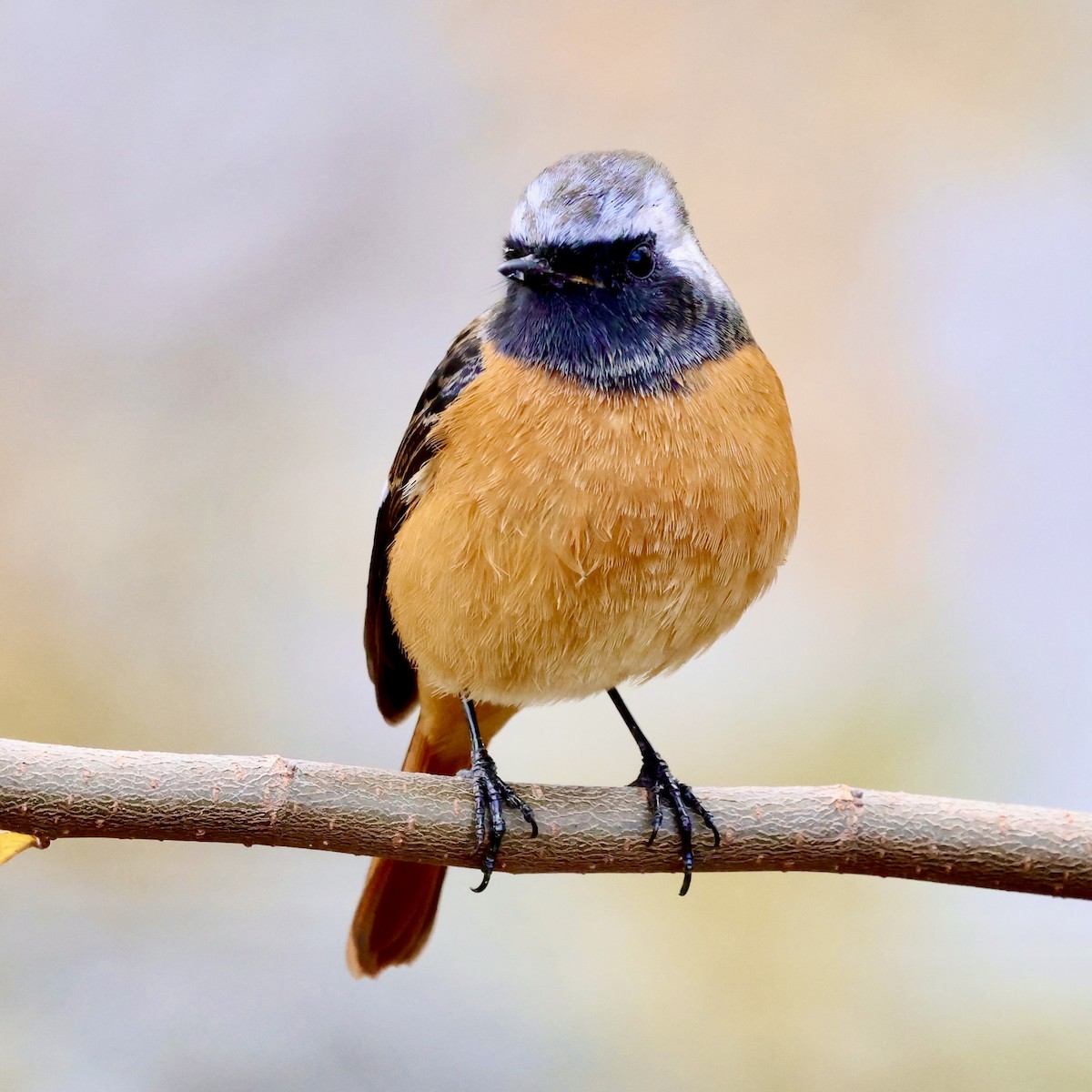 aurorarødstjert - ML647005277