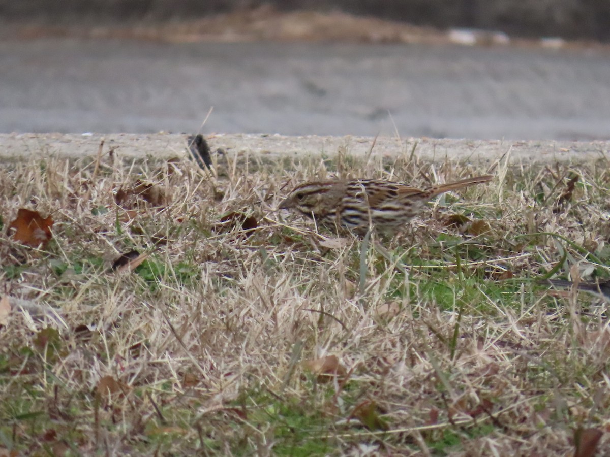 Song Sparrow - ML647005278