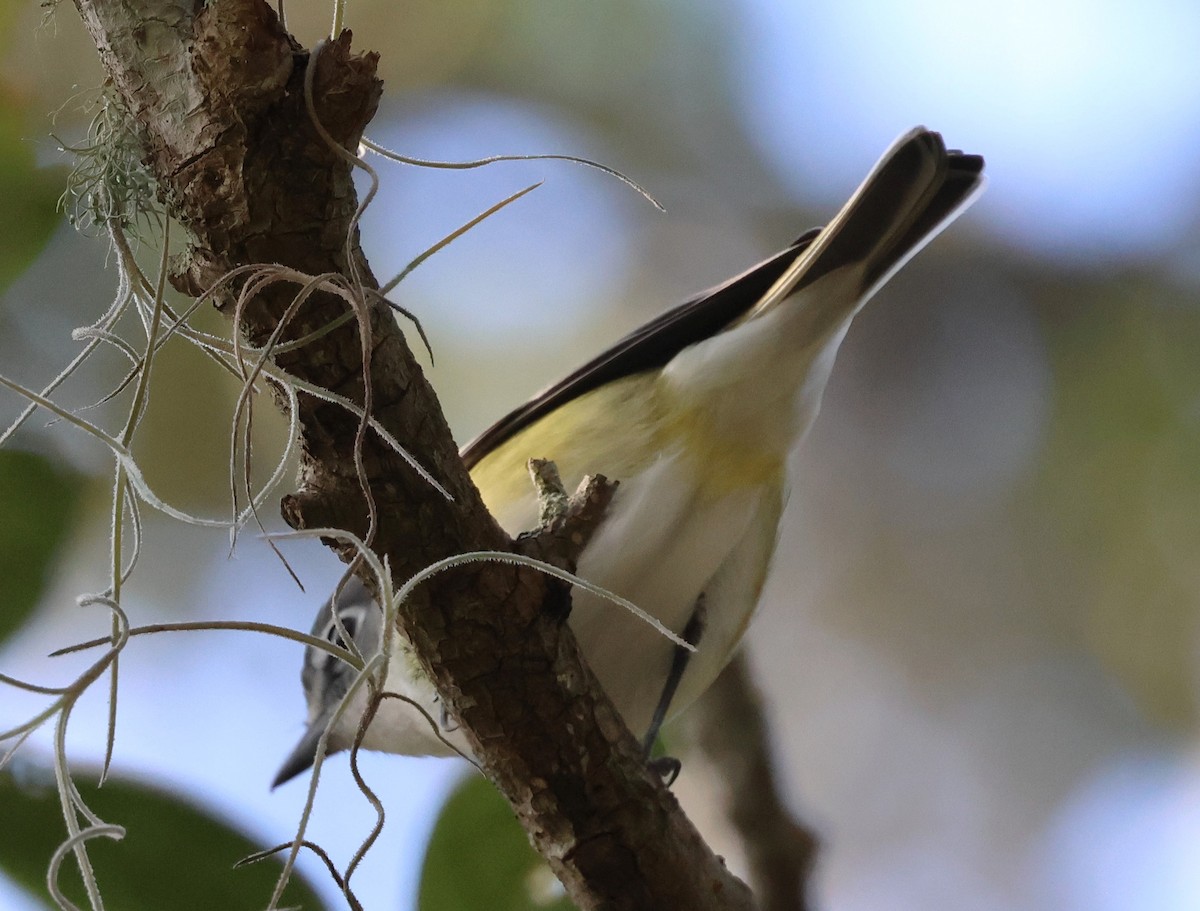 Blue-headed Vireo - ML647005284