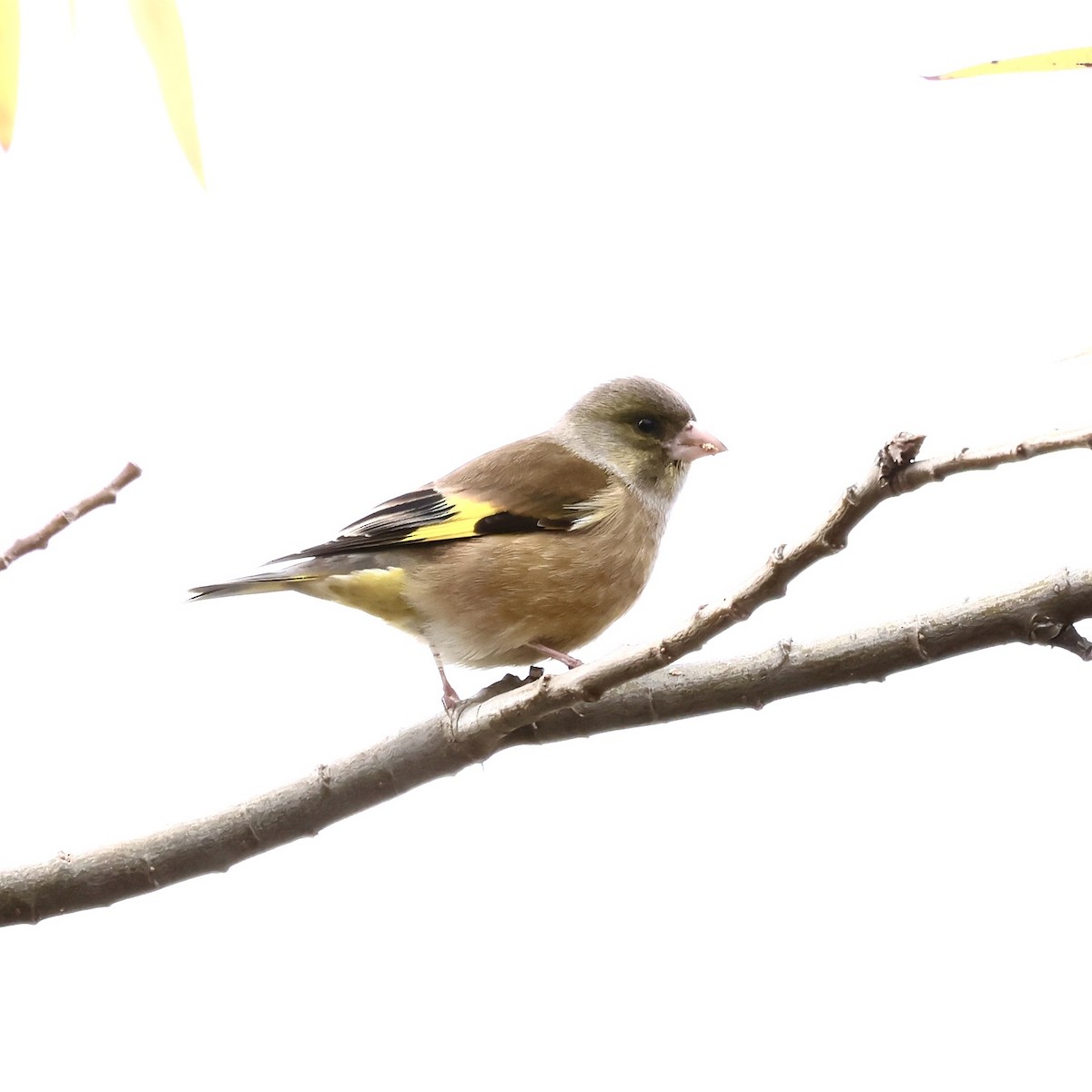 orientfink - ML647005285