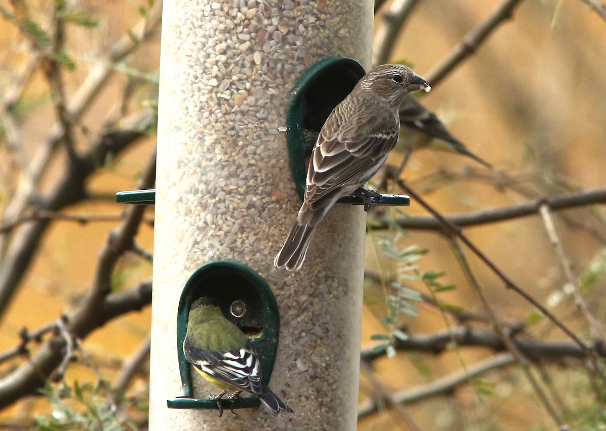 Cassin's Finch - ML647005290