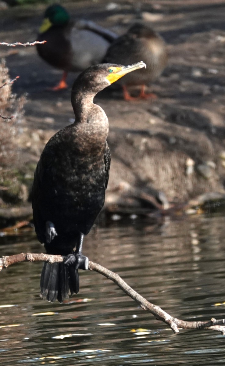 ミミヒメウ - ML647005291