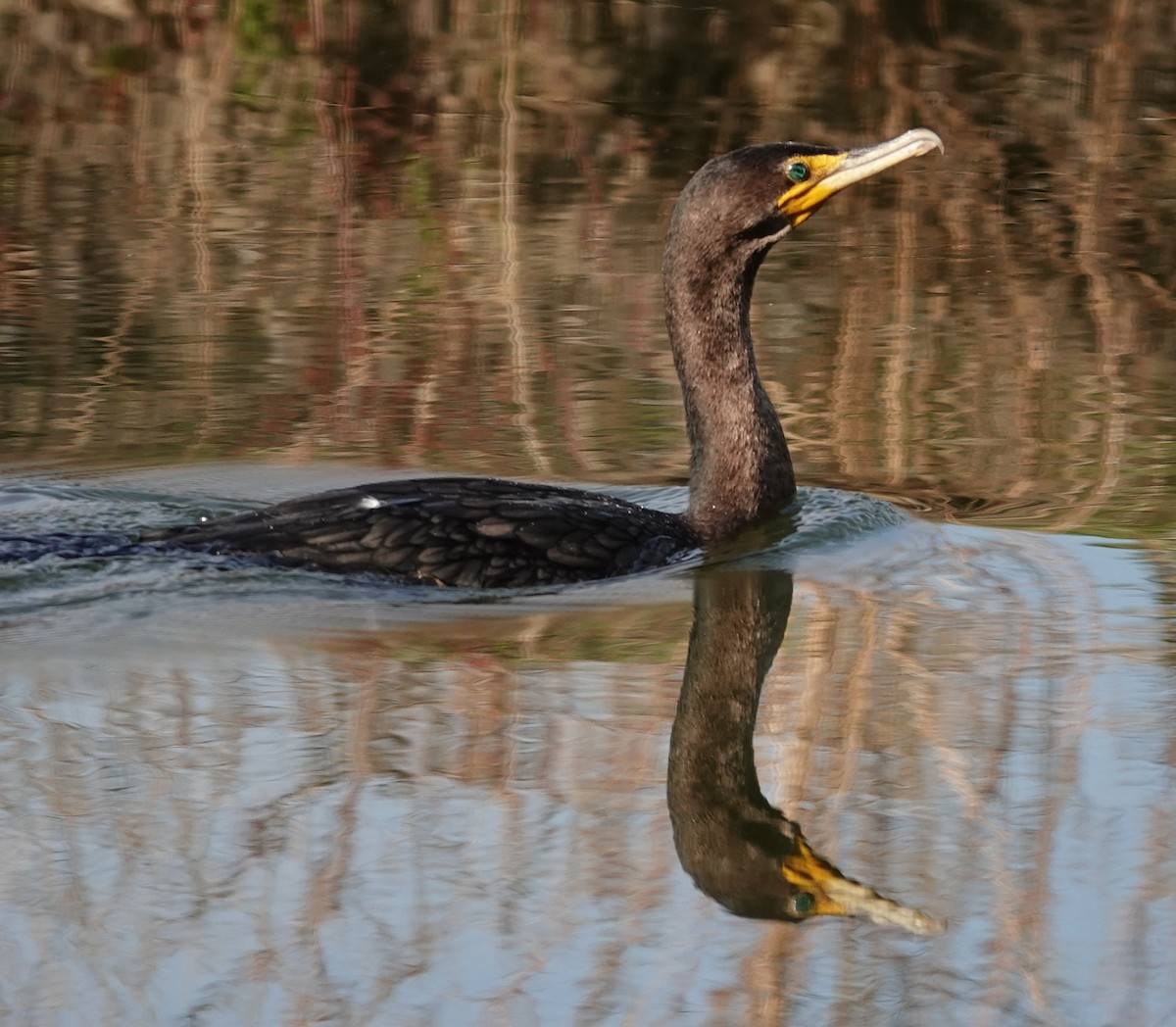 ミミヒメウ - ML647005292