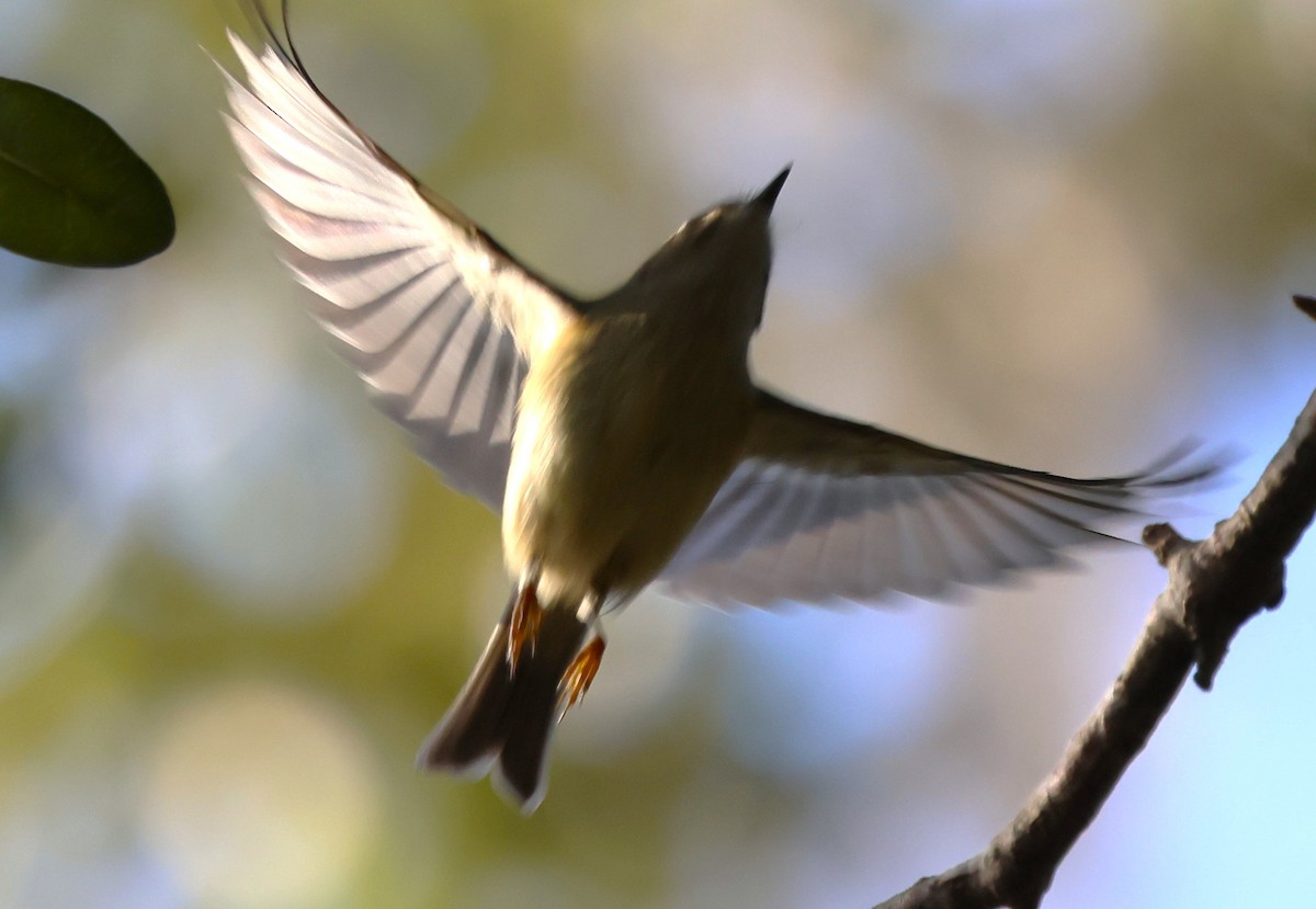 Ruby-crowned Kinglet - ML647005295