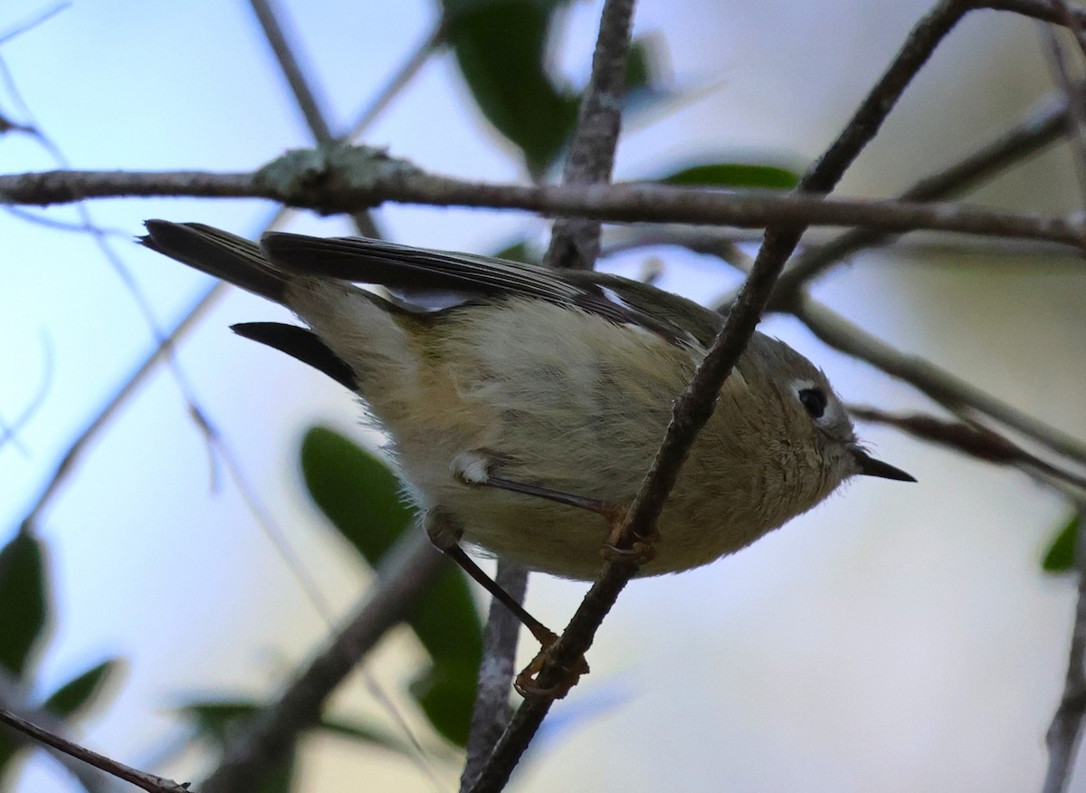 Ruby-crowned Kinglet - ML647005296
