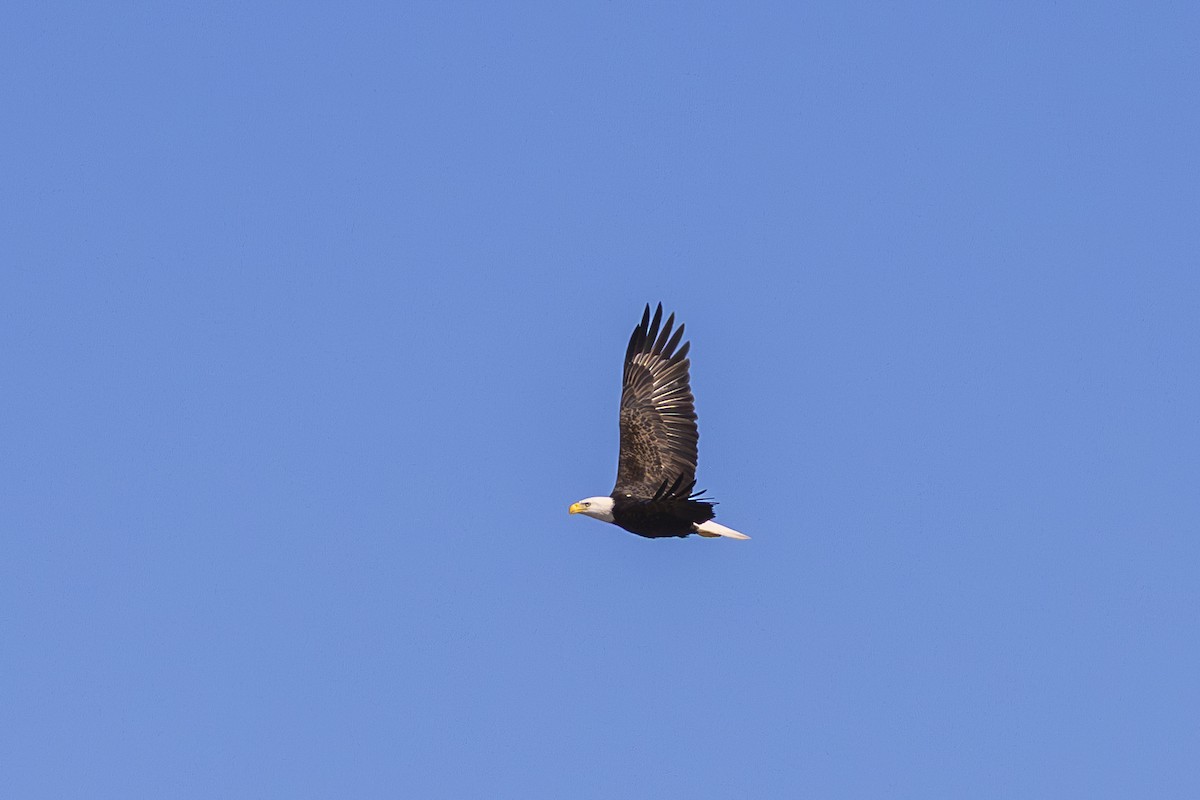 Bald Eagle - ML647005297