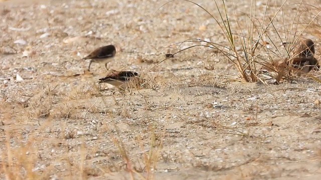 Snow Bunting - ML647005300