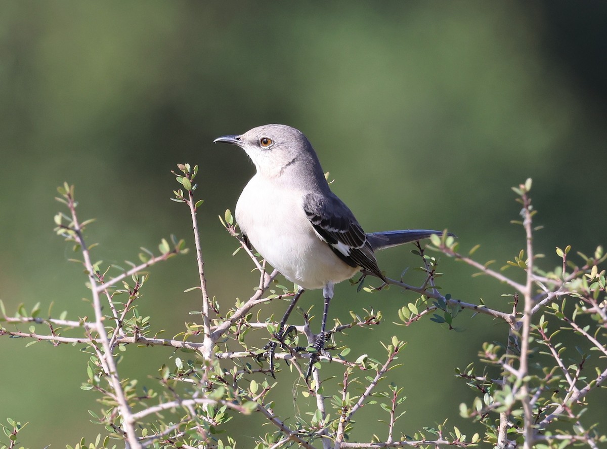 Northern Mockingbird - ML647005305