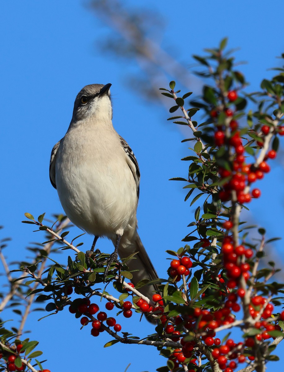 Northern Mockingbird - ML647005307