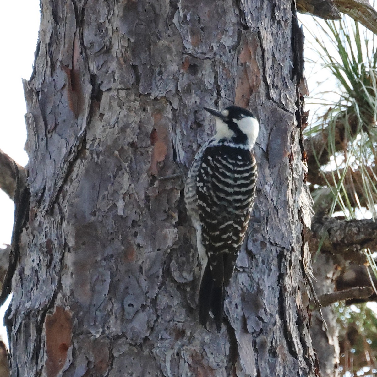 Pic à face blanche - ML647005317