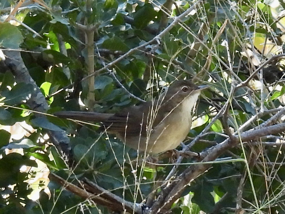 Terrestrial Brownbul - ML647005318