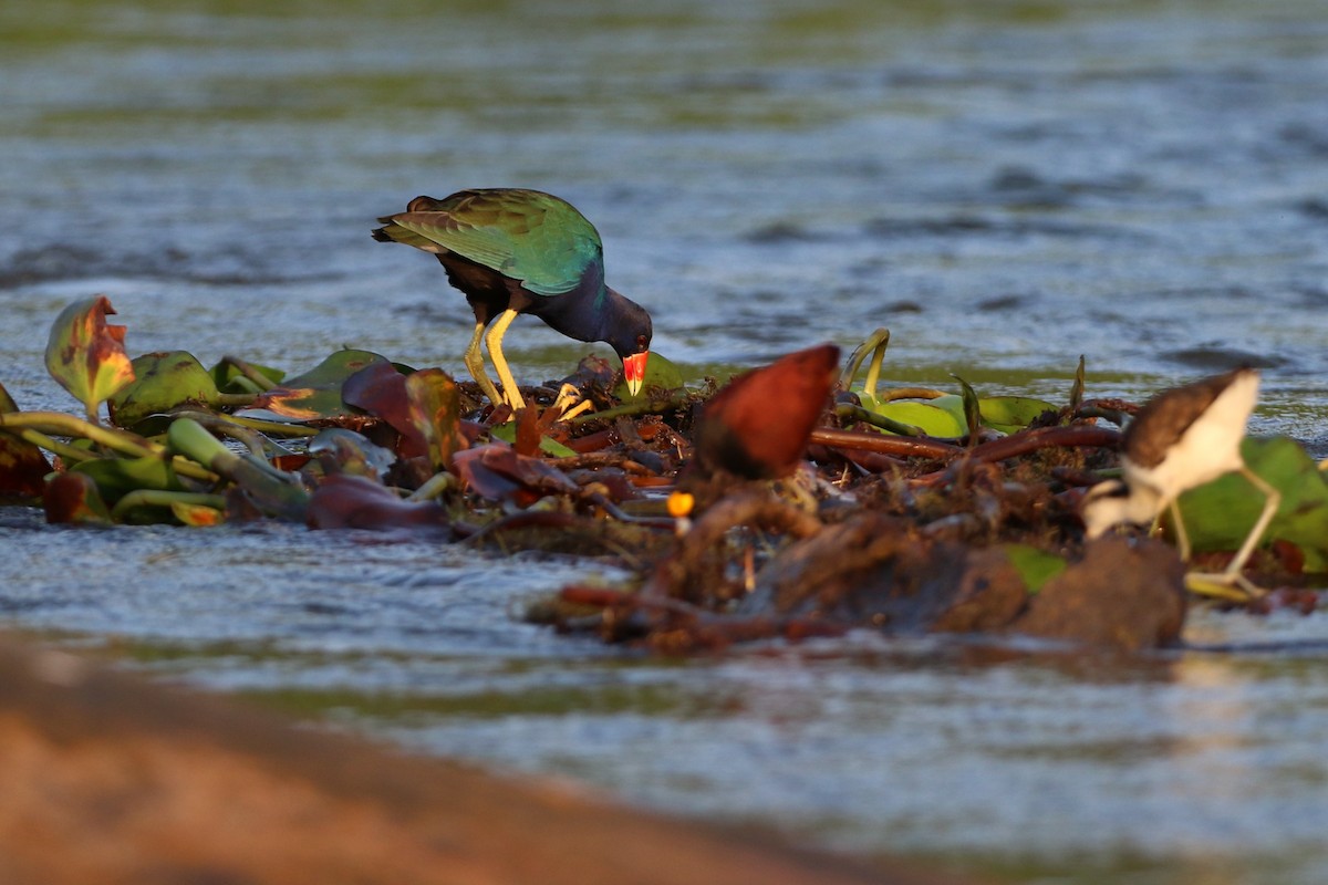 Purple Gallinule - ML647005319