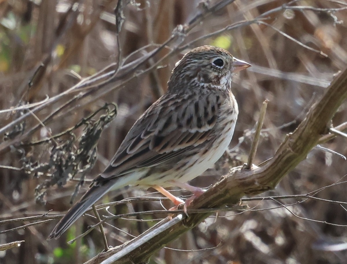 Vesper Sparrow - ML647005321