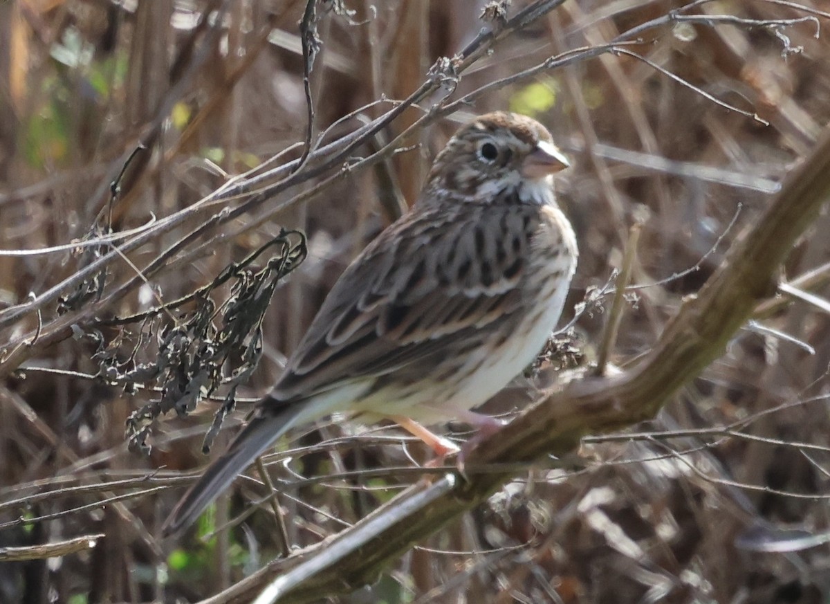 Vesper Sparrow - ML647005322