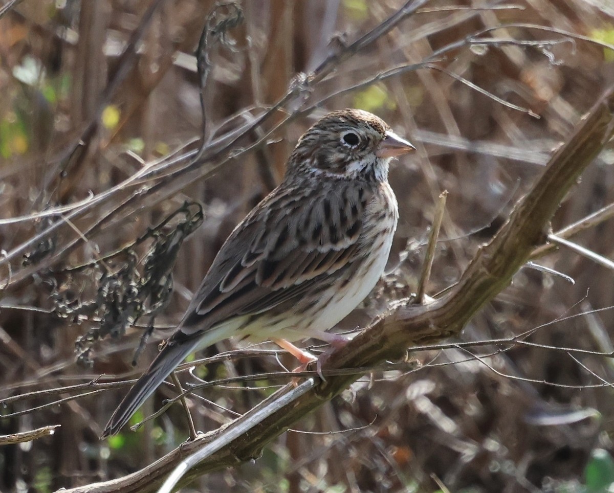 Vesper Sparrow - ML647005323
