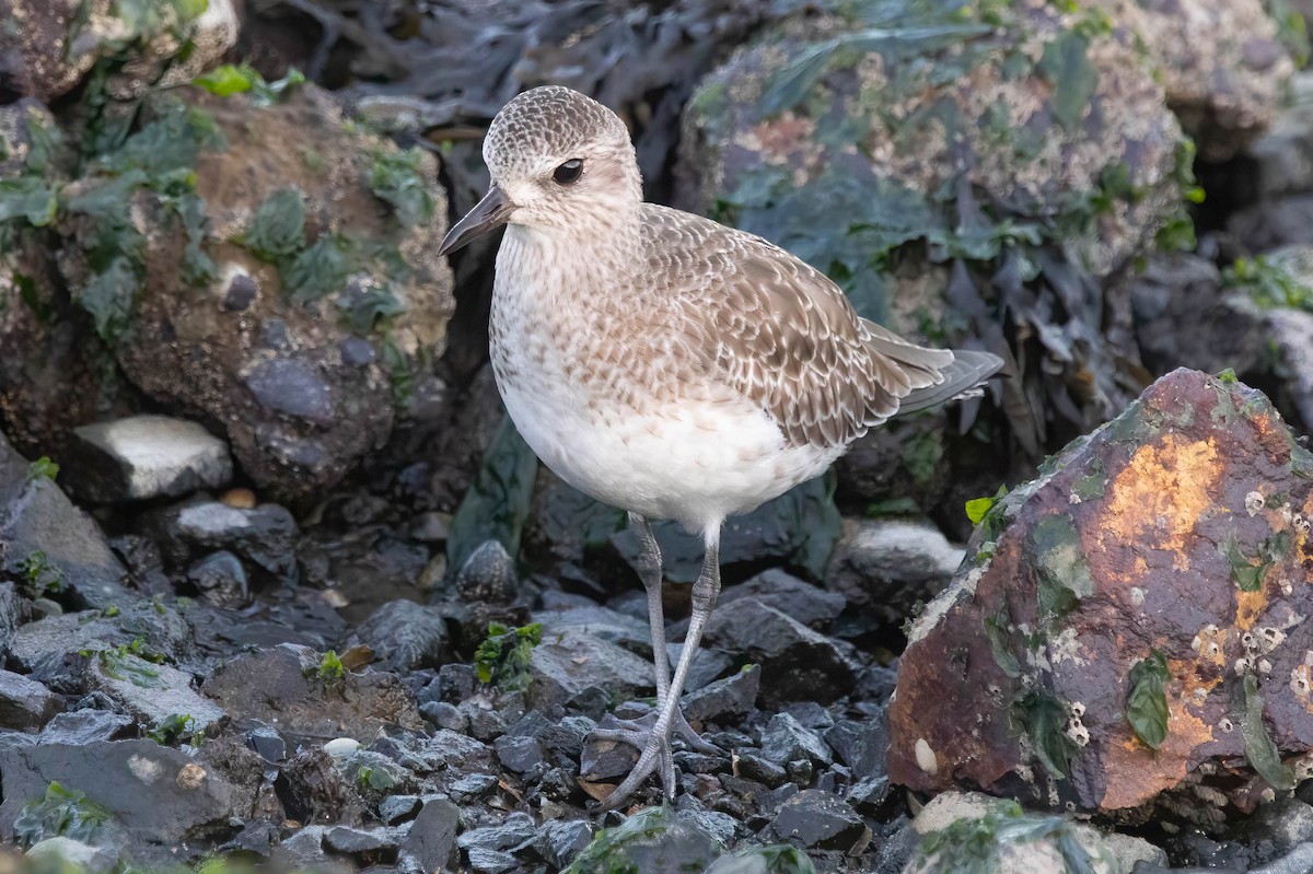 灰斑鴴 - ML647005324