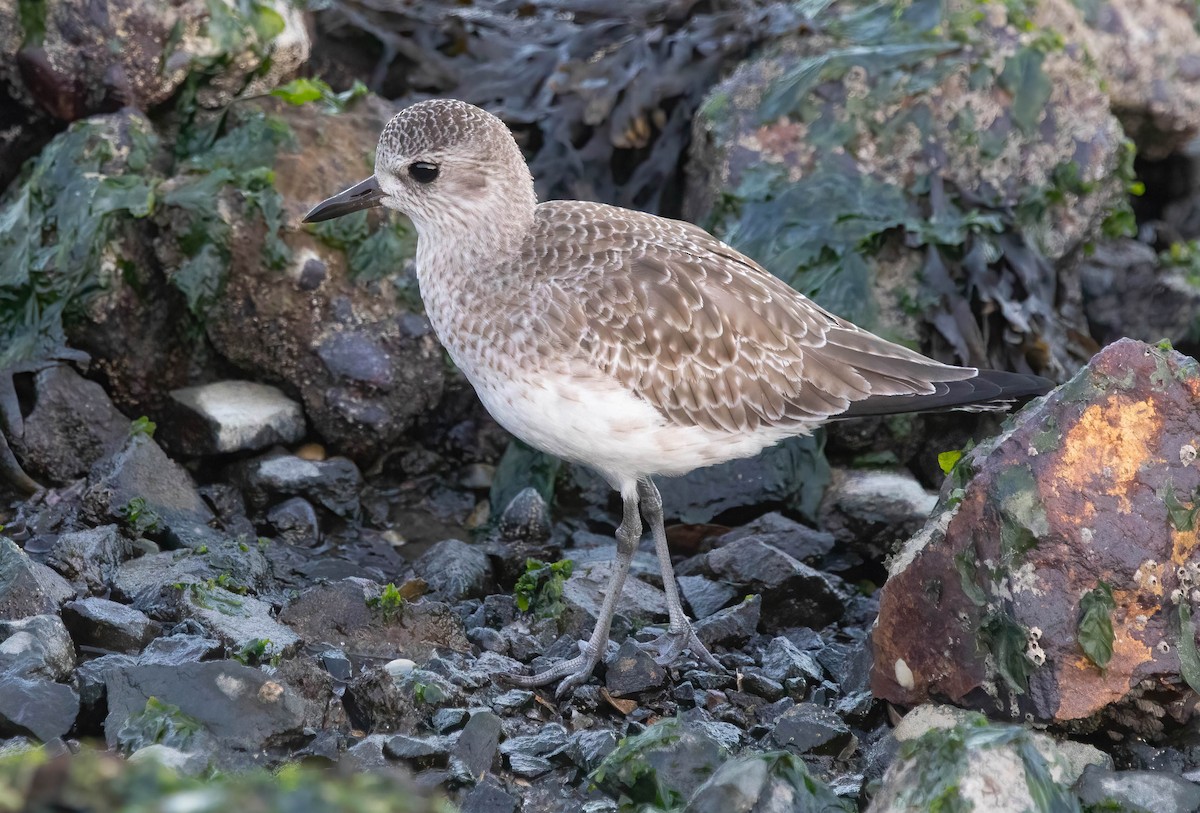 灰斑鴴 - ML647005325