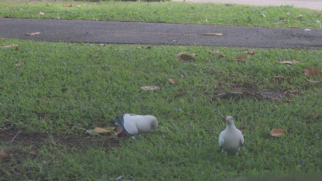 Torresian Imperial-Pigeon - ML647005326